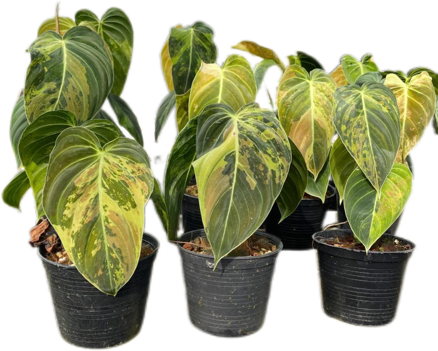 Philodendron Melanochrysum Variegated Set of 10 plants