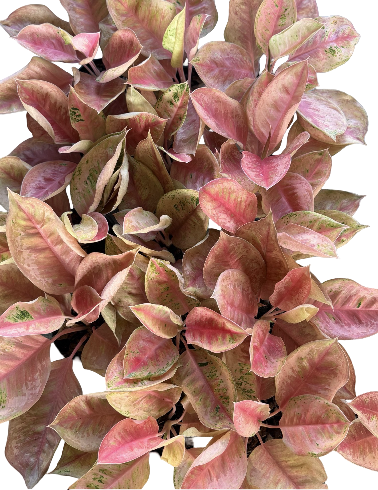 Aglaonema “Blue Diamond” | Set of 5 Plants