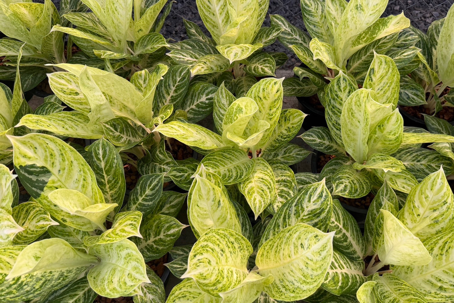 Aglaonema “White Moon” (2 Plants per Pot) | Set of 10 Pots