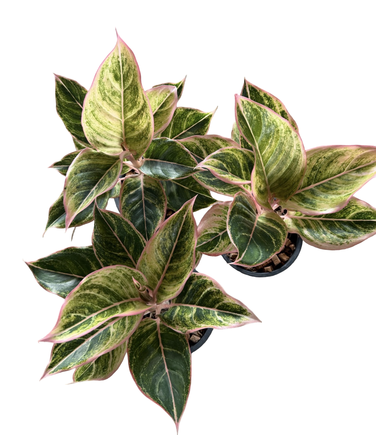 Aglaonema “Pinky Pie” | Set of 10 Pots