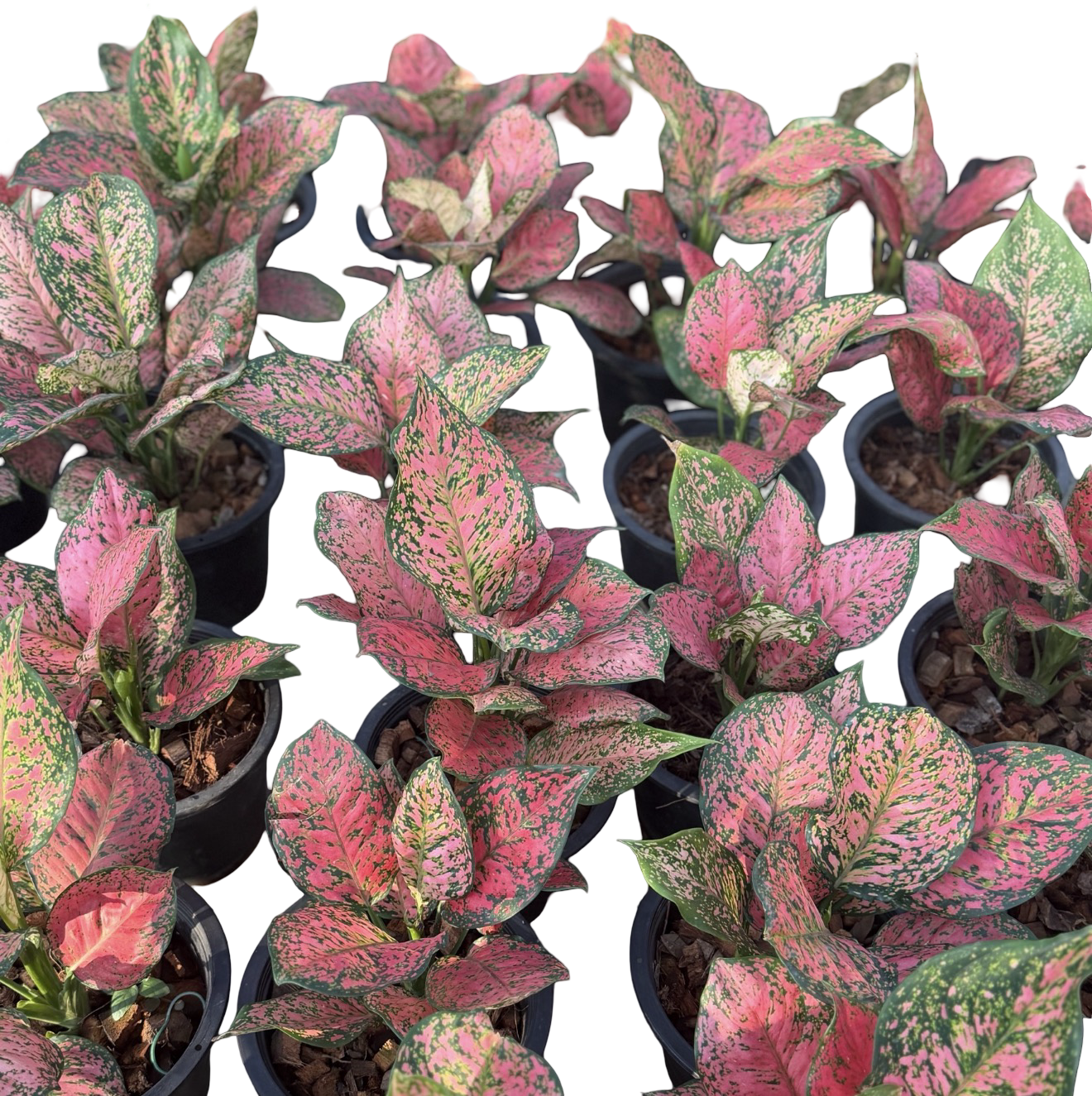 Aglaonema “Sexy Ruby” Size L | Set of 10 Pots