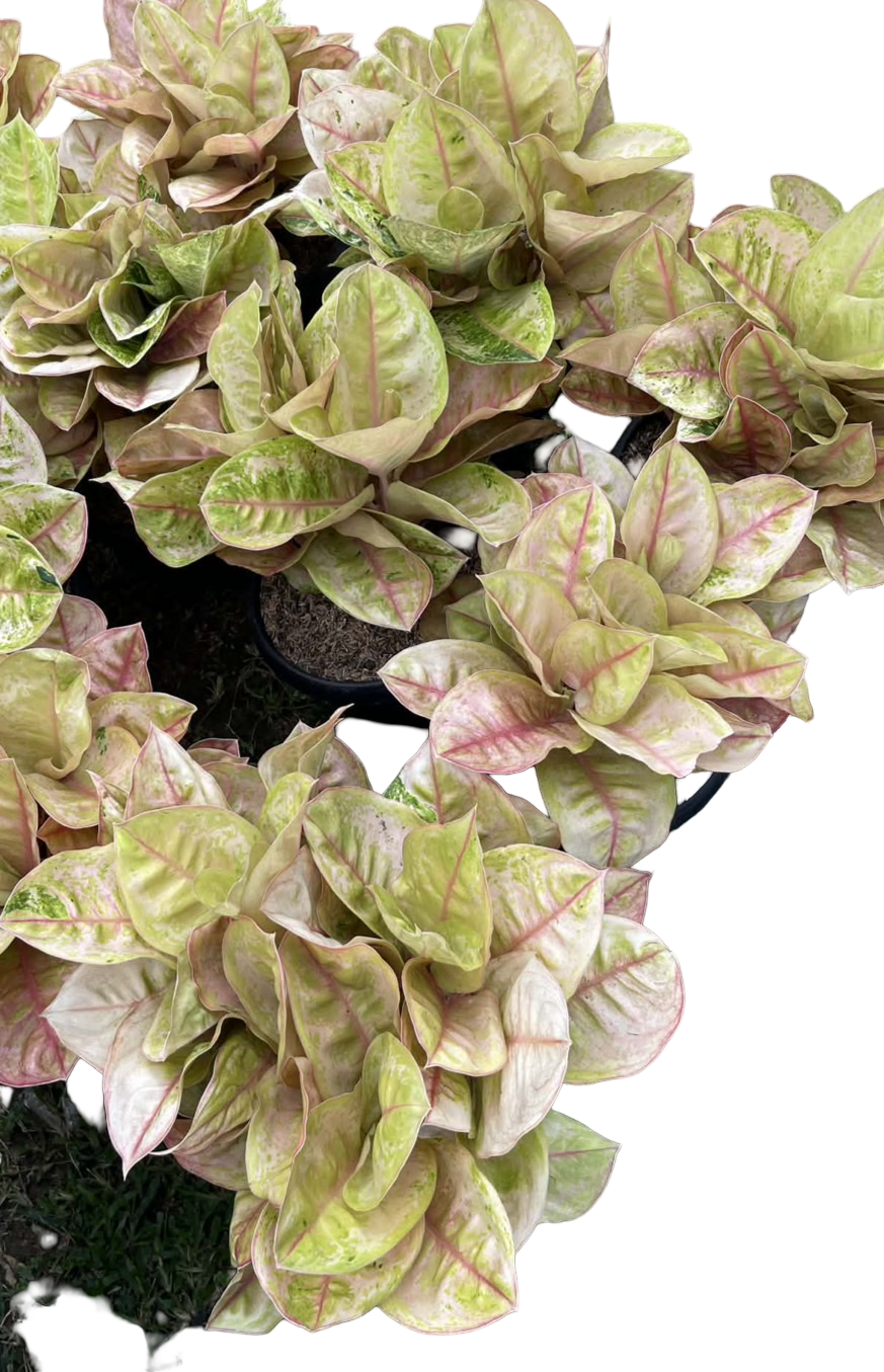 Aglaonema “Pink Ayu Mutation” Big Size (3 Plants per Pot) | Set of 3 Pots