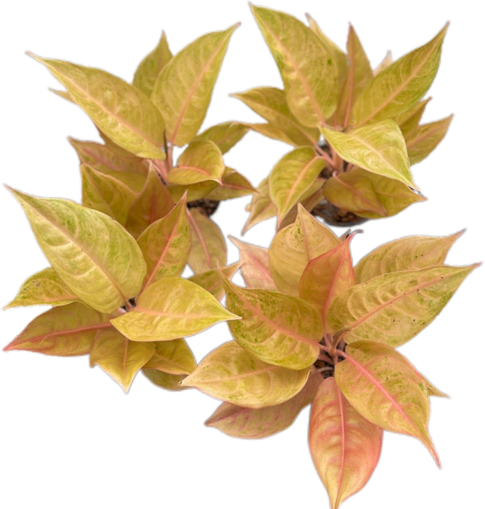 Aglaonema “Mulan” | Set of 10 Live Plants