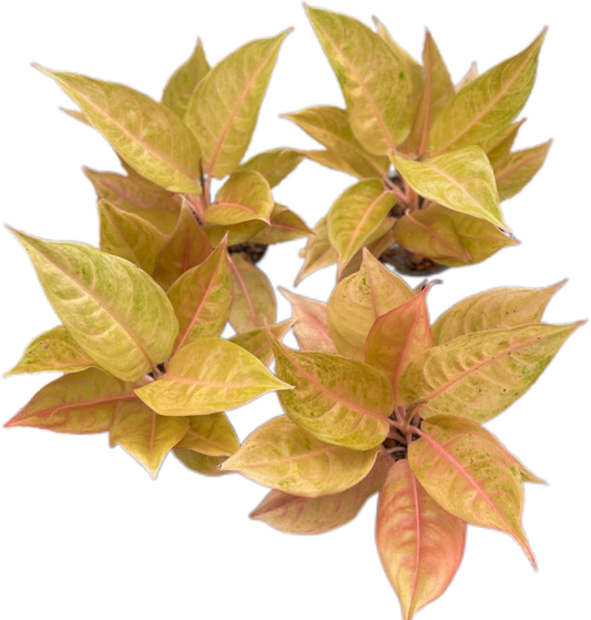 Aglaonema “Mulan” | Set of 10 Live Plants