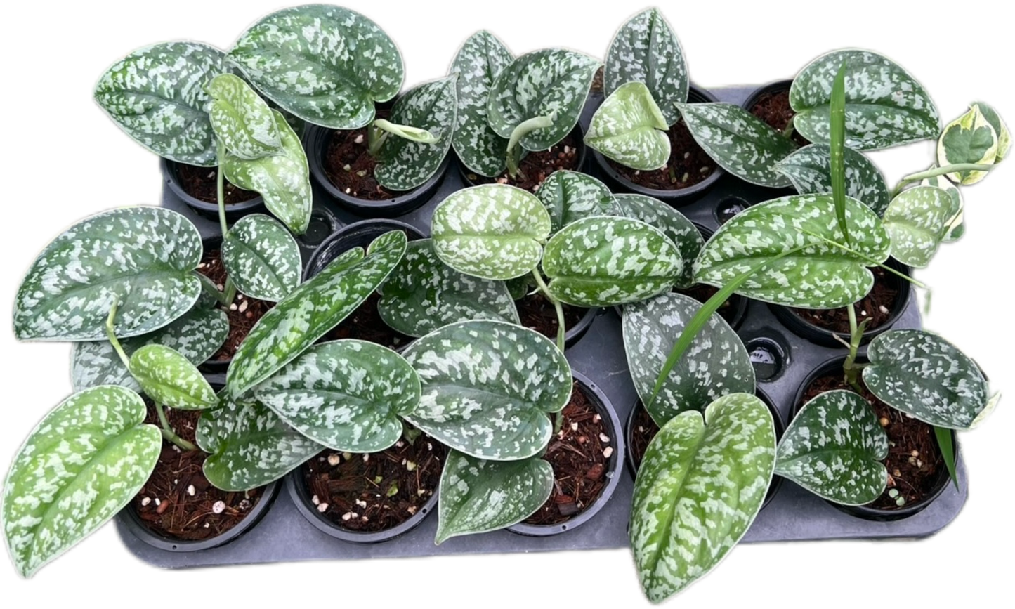 Scindapsus Jigsaw – Wholesale Set of 10 Plants