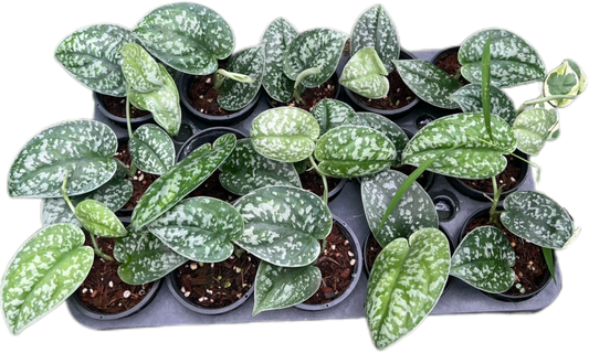 Scindapsus Jigsaw – Wholesale Set of 10 Plants