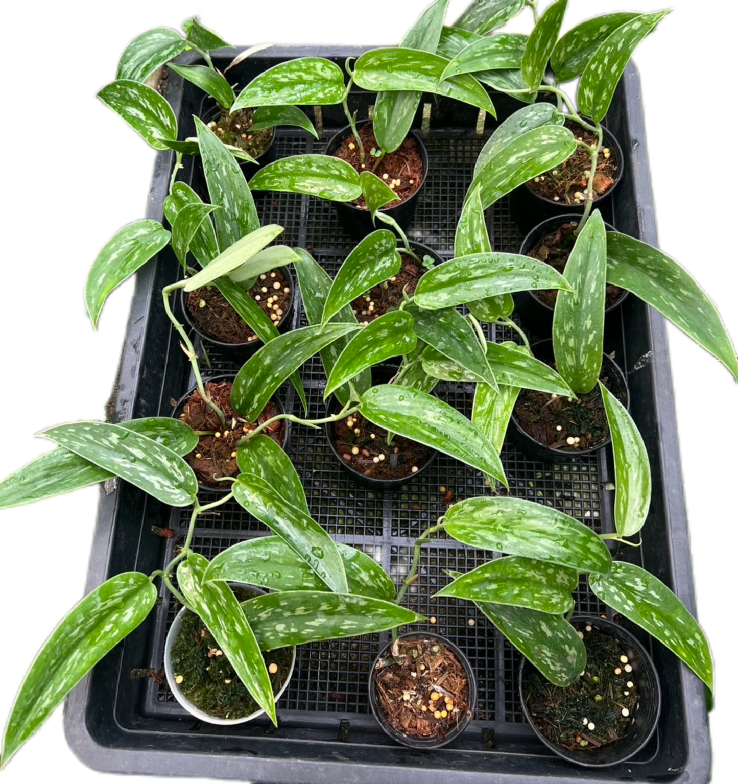 Scindapsus Green Army Narrow – Wholesale Set of 10 Plants: