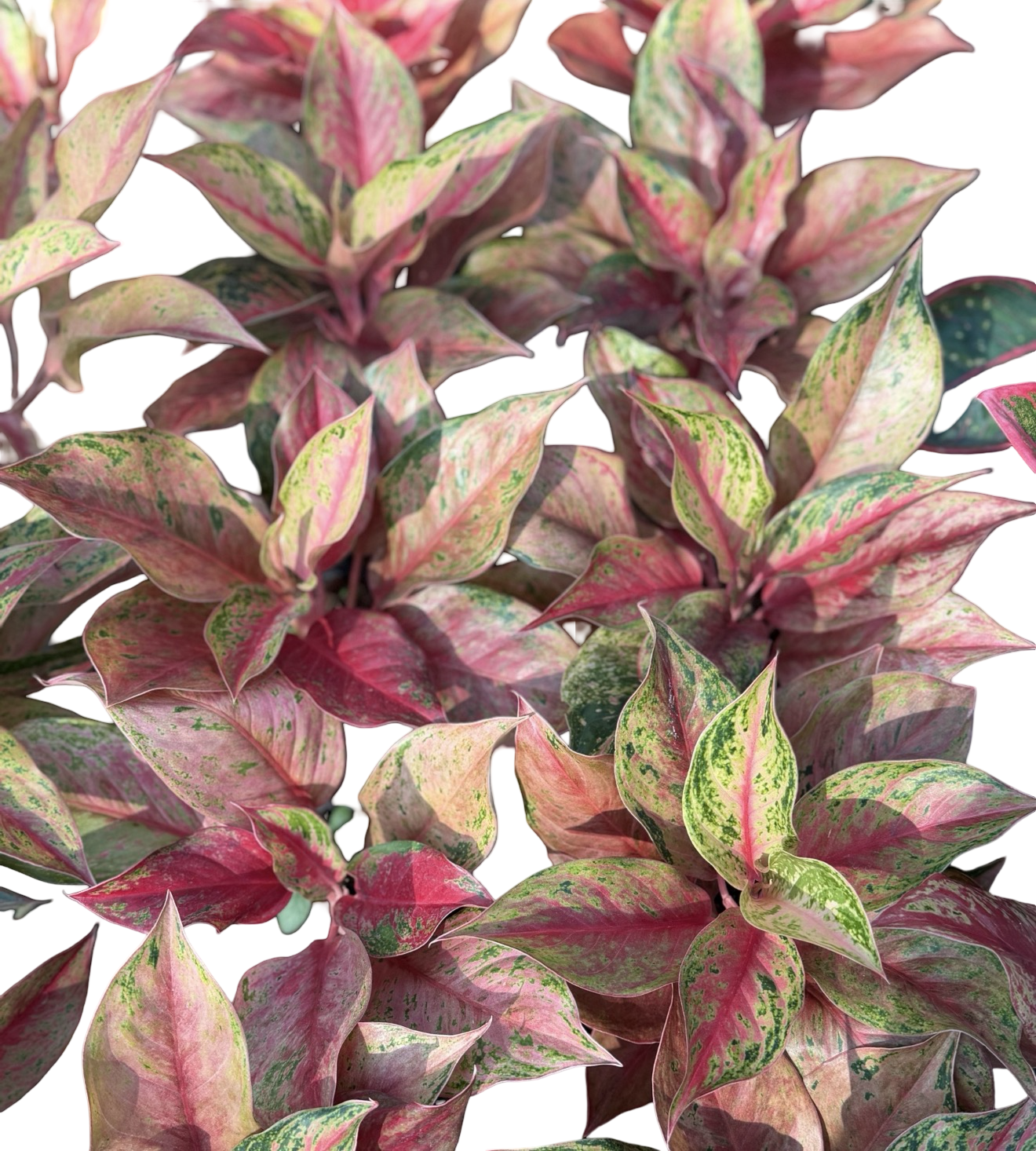 Aglaonema “Rope” | Set of 5 Plants