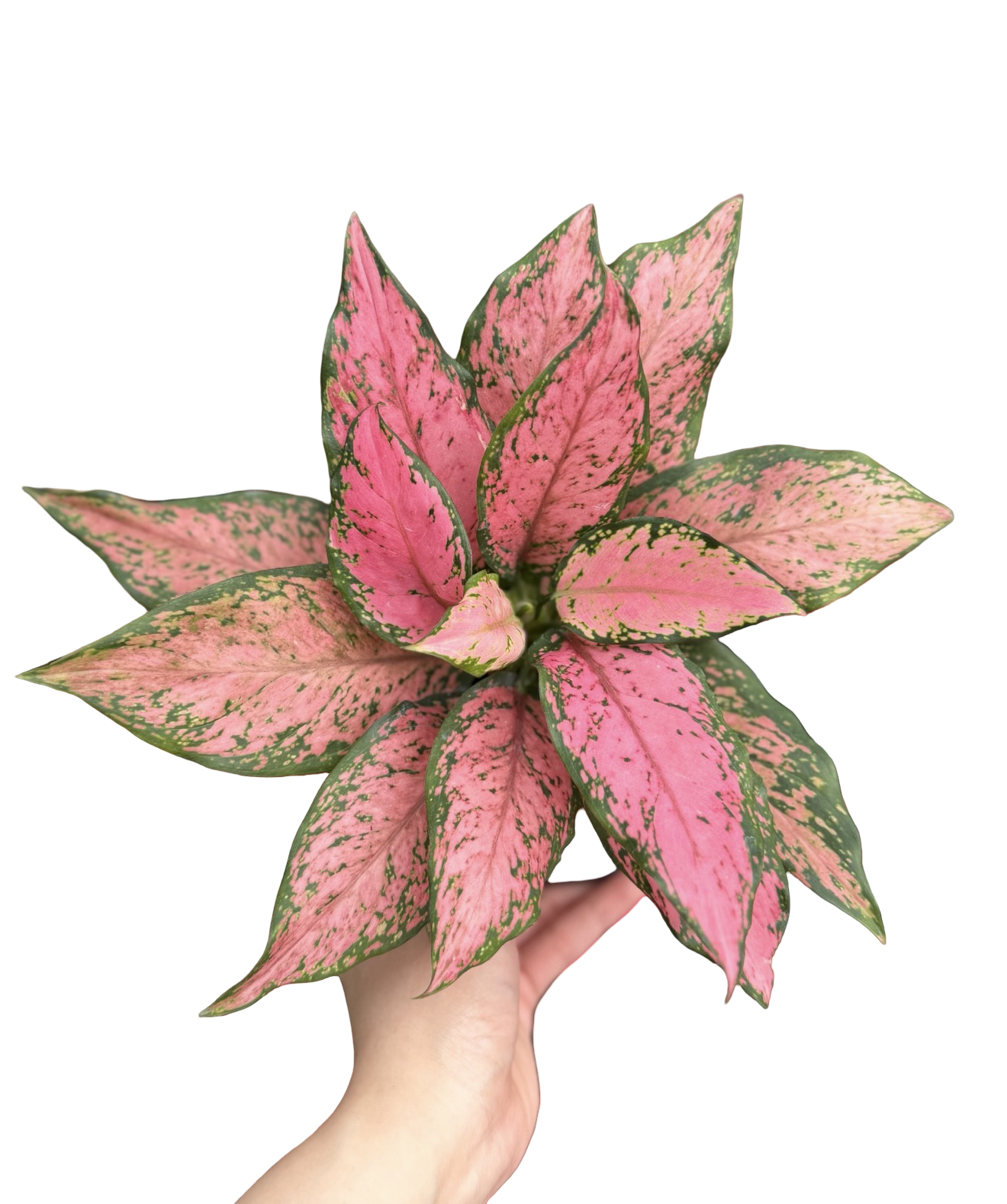 Buy Aglaonema “Mahasettee” Bundle of 5 Pl… | Thailand Export