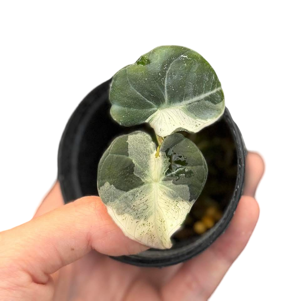 Alocasia Black Velvet “Dalmatian” Variegated