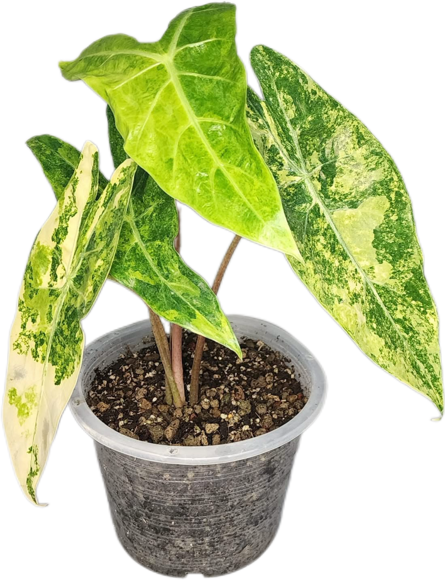 Alocasia “Pink Dragon” Aurea Variegated – Wholesale Set of 10 Plants