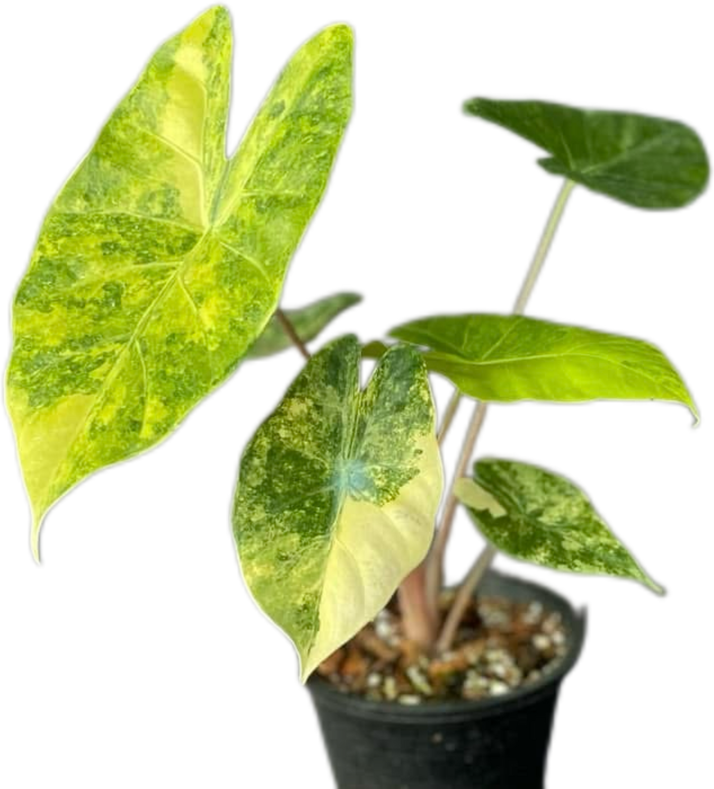 Alocasia “Pink Dragon” Aurea Variegated – Wholesale Set of 10 Plants