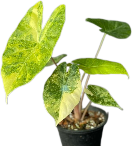 Alocasia “Pink Dragon” Aurea Variegated – Wholesale Set of 10 Plants