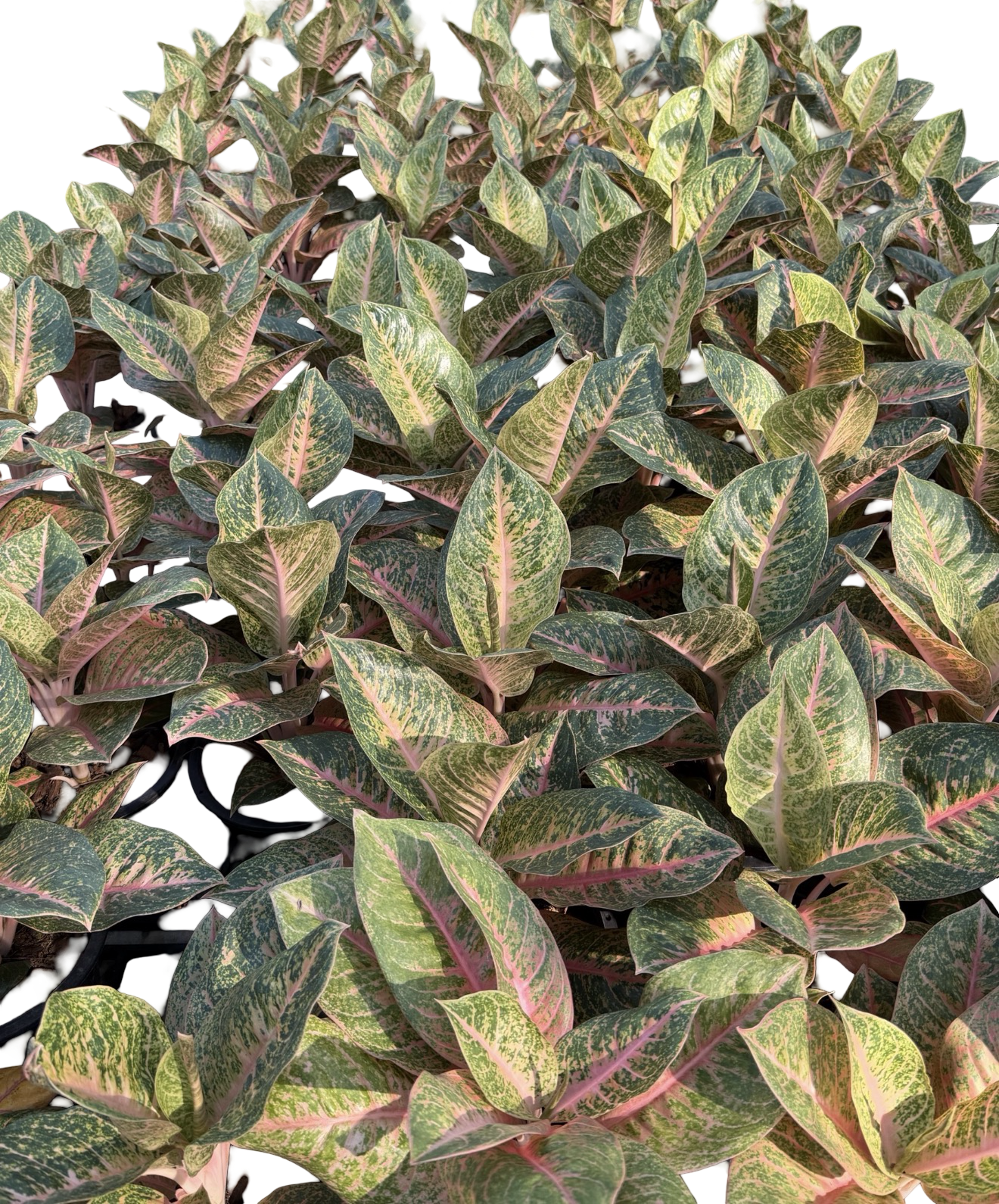 Aglaonema “Harlequin” | Set of 10 Plants