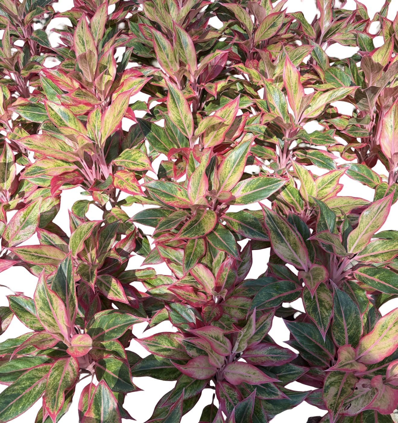 Aglaonema “Orange Aurora” | Set of 10 Plants