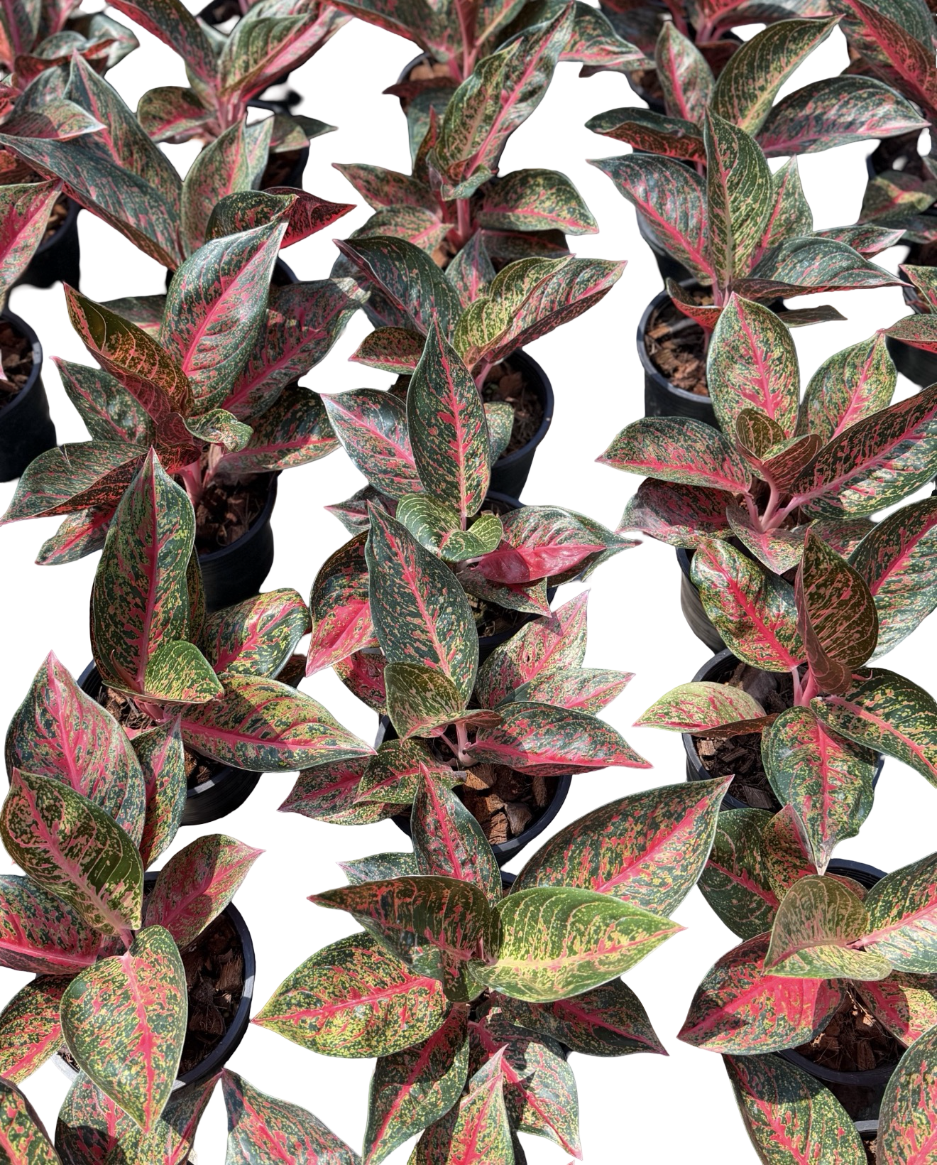 Aglaonema “Black Diana” | Set of 10 Plants