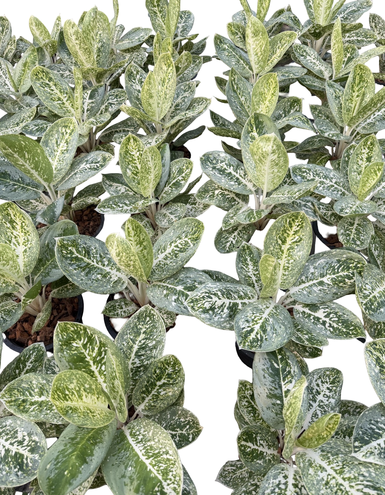 Aglaonema “Milky Way” | Set of 5 Plants