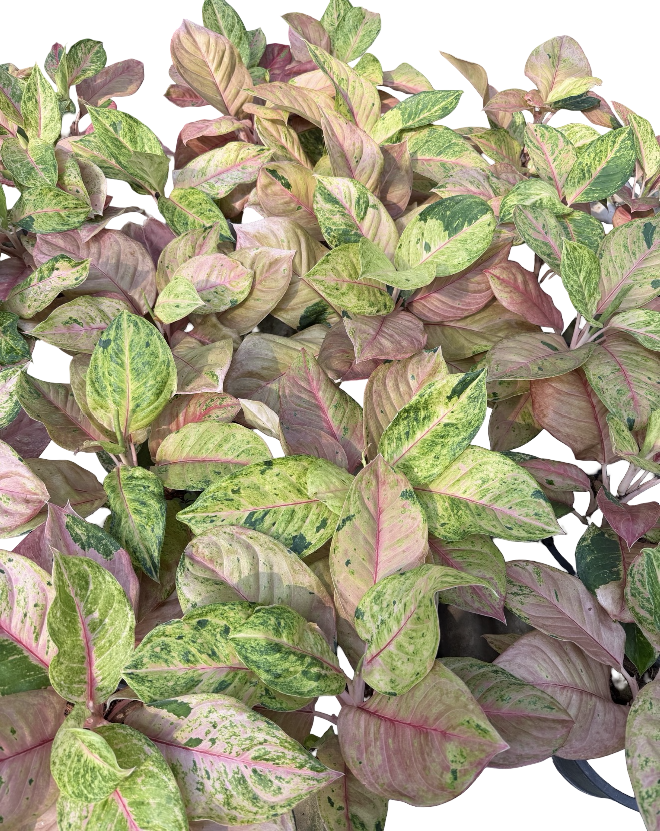 Aglaonema “Sky Velvet” | Set of 5 Plants