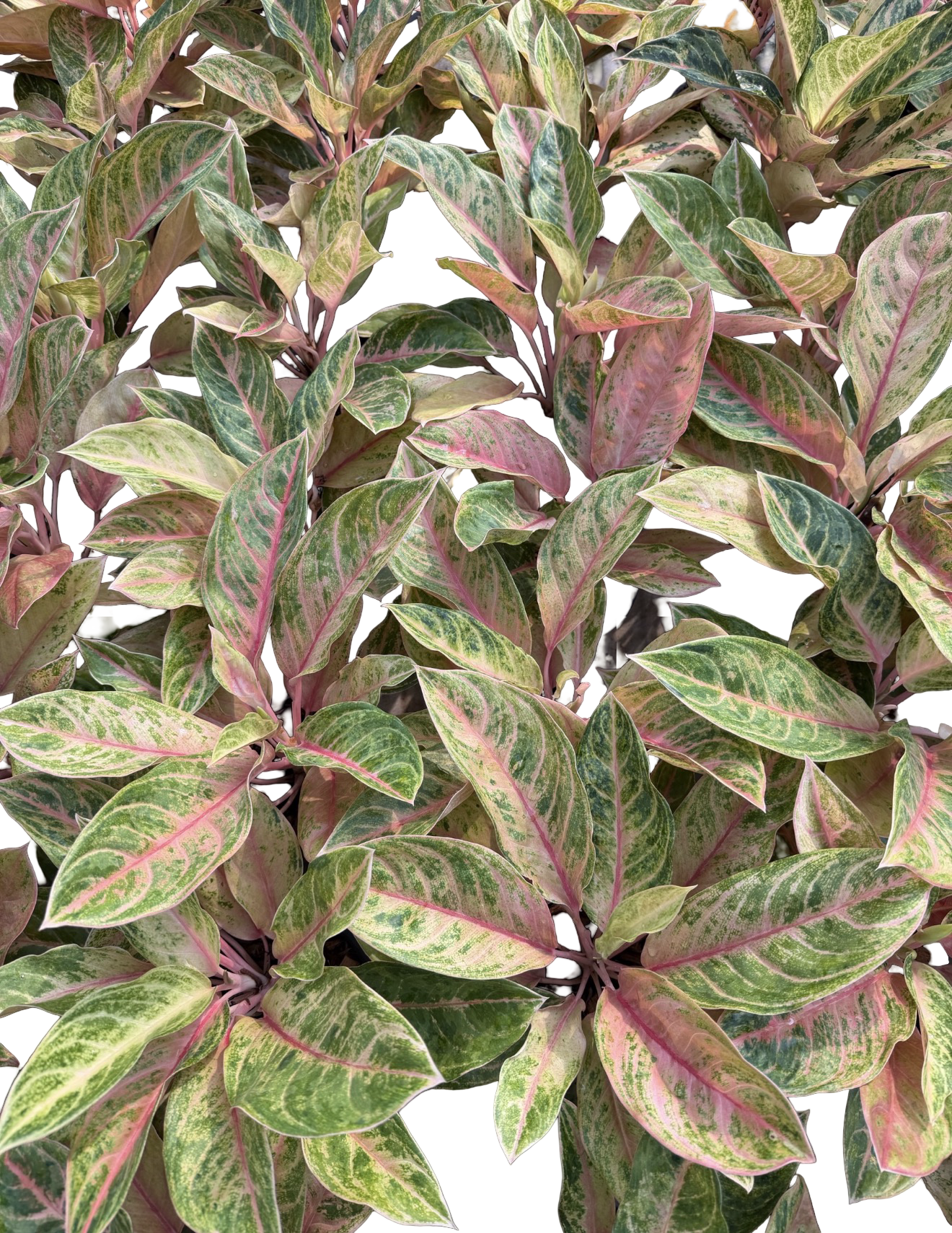 Aglaonema “Baby Tiger” | Set of 10 Plants