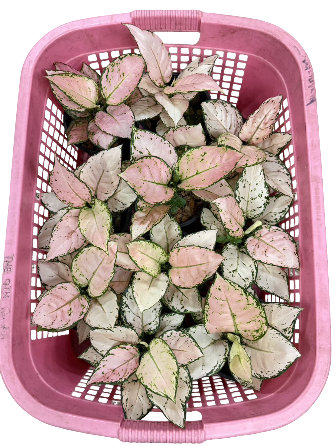 aglaonema anyamanee pink Buy Aglaonema “Aunyamanee Chompoo” (Bundl…
