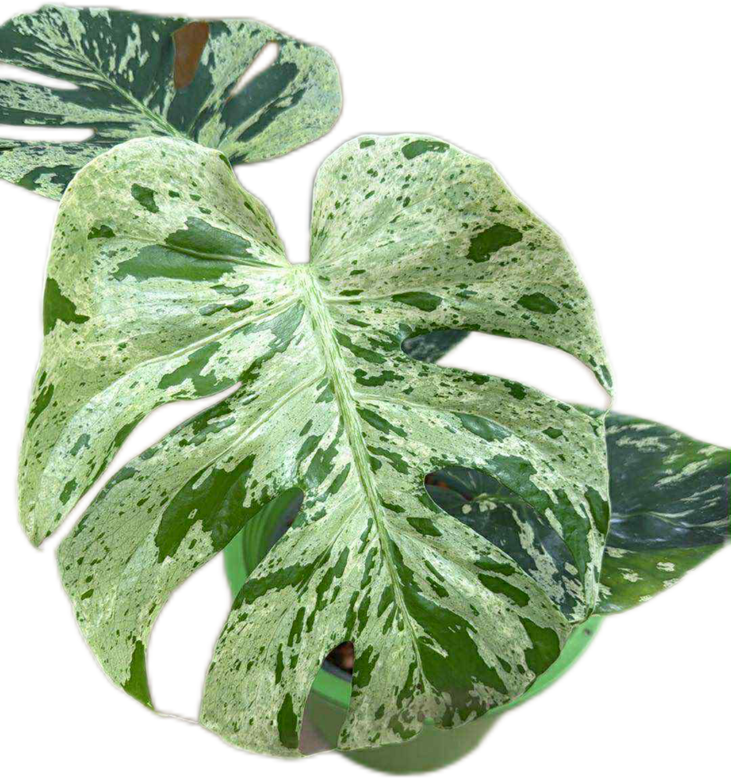 Monstera Deliciosa ‘Bulbasaur’ – Variegated