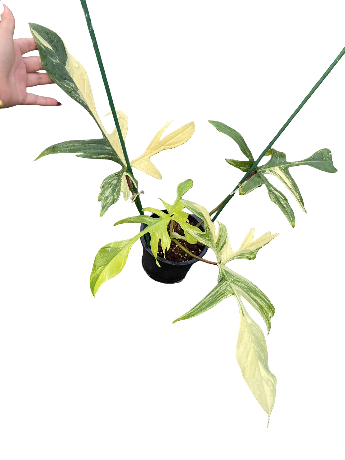 Philodendron Florida Beauty × Joepii Variegated