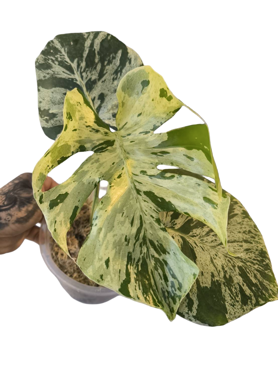Buy Monstera Deliciosa 'Bulbasaur' – Vari… | Thailand Export