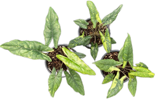 Alocasia Heterophylla “Corazon” Variegated