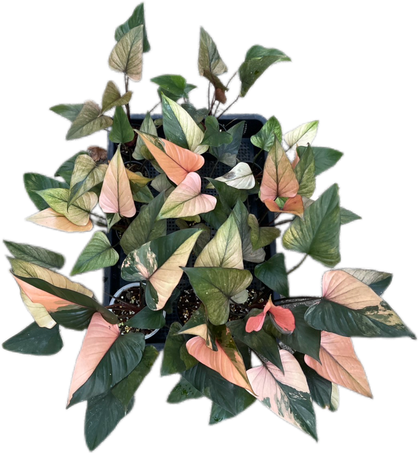 Homalomena Rubescens Pink Diamond