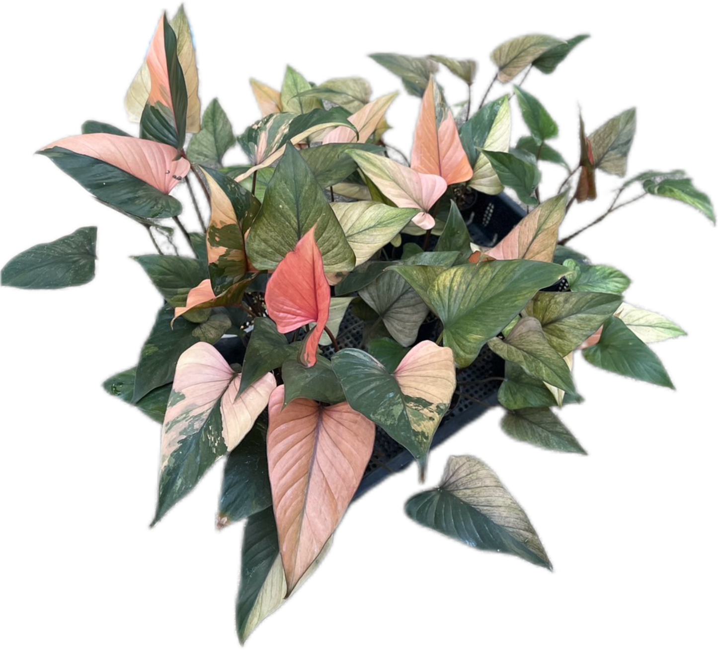 Homalomena Rubescens Pink Diamond