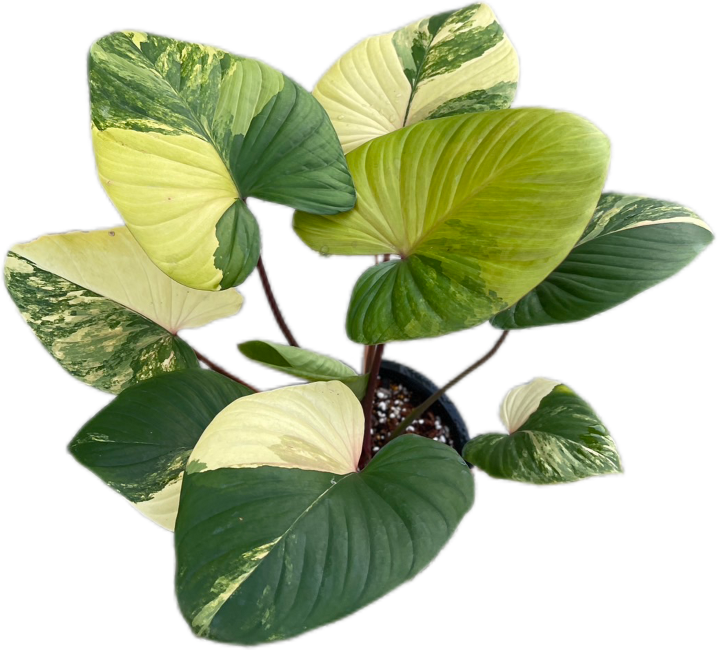 Homalomena Rubescens Aurea Variegated