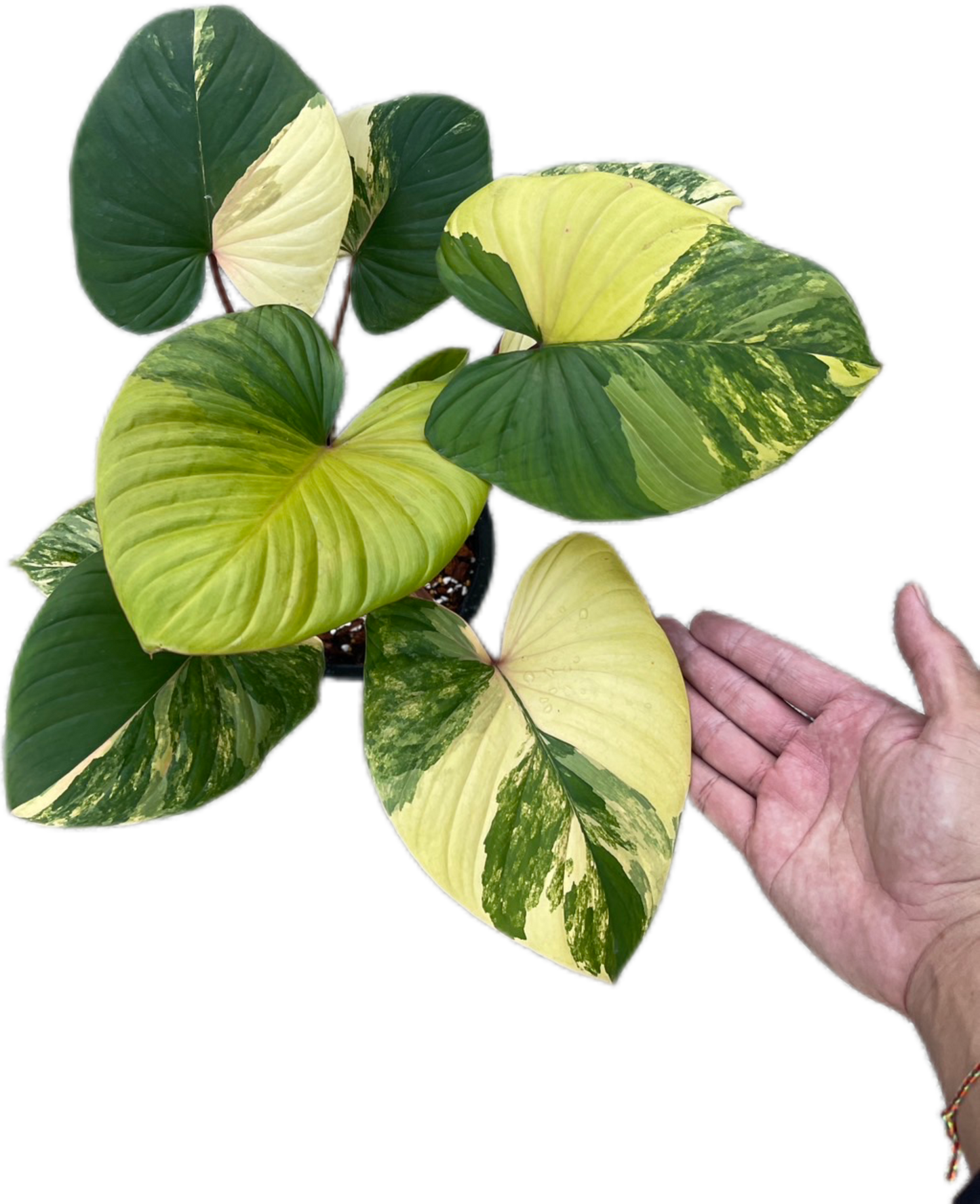 Homalomena Rubescens Aurea Variegated