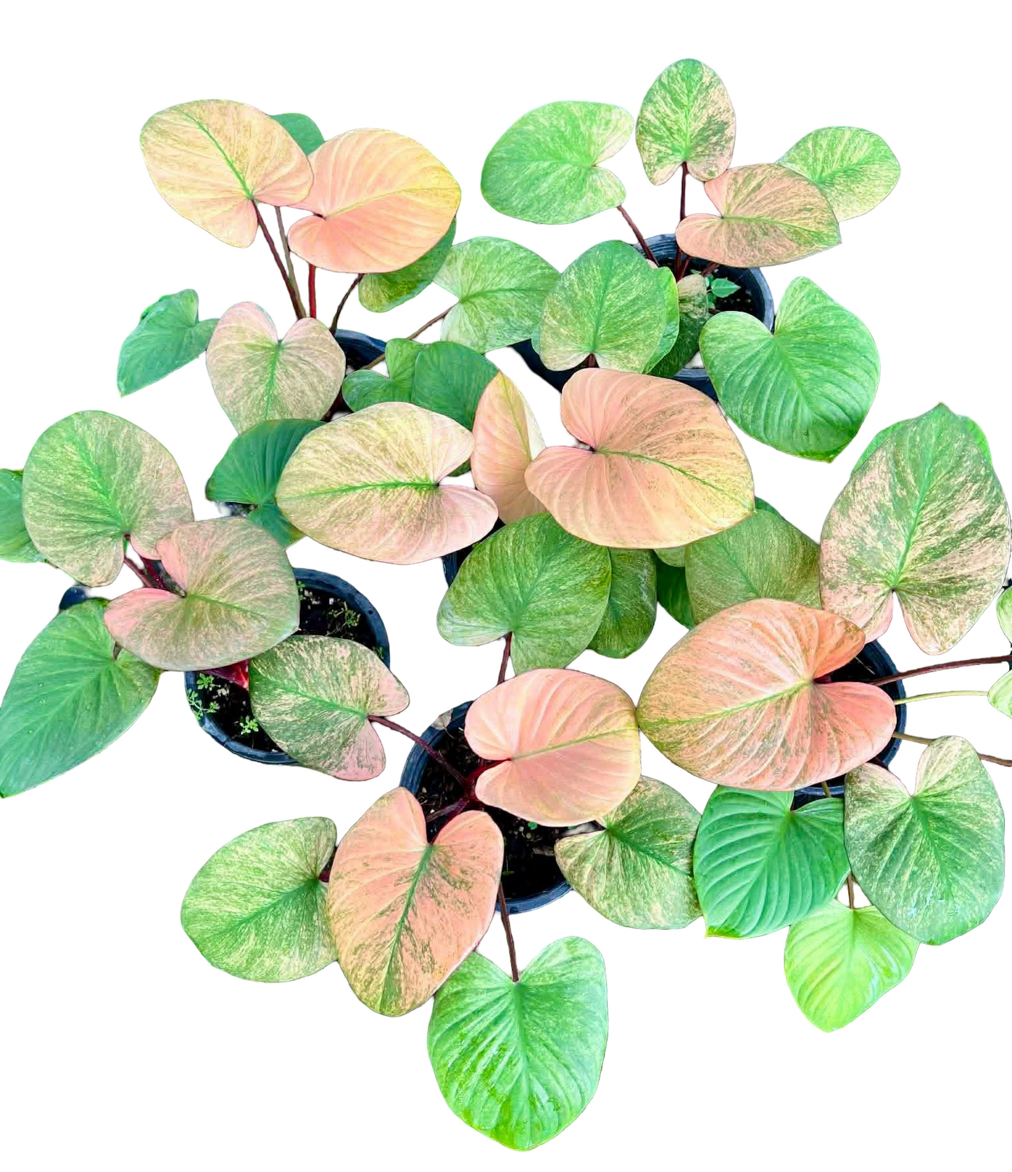 Homalomena Rubescens “Golden Blush” Variegated