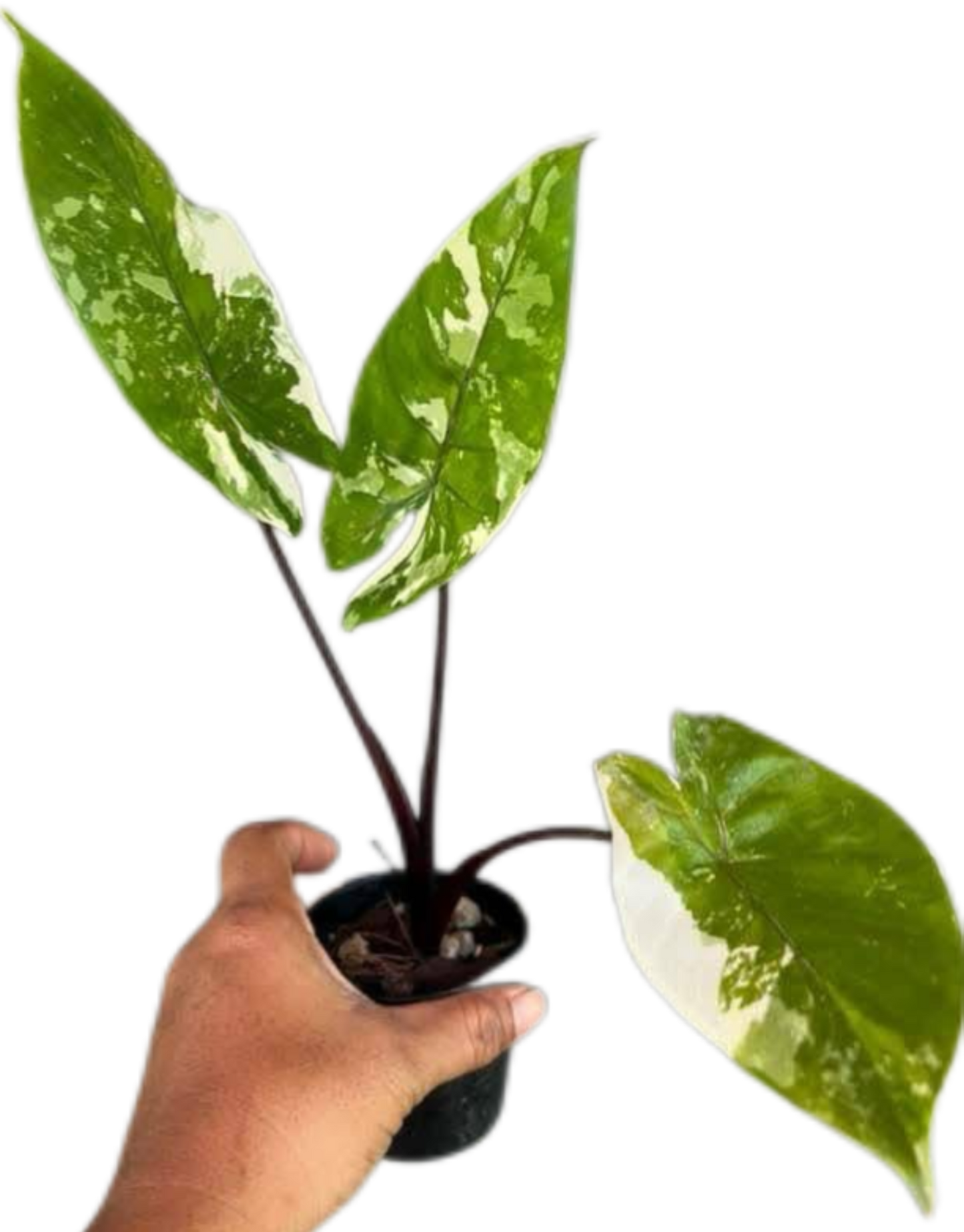 Alocasia Macrorrhiza Black Stem Variegated – Set of 10 Plants
