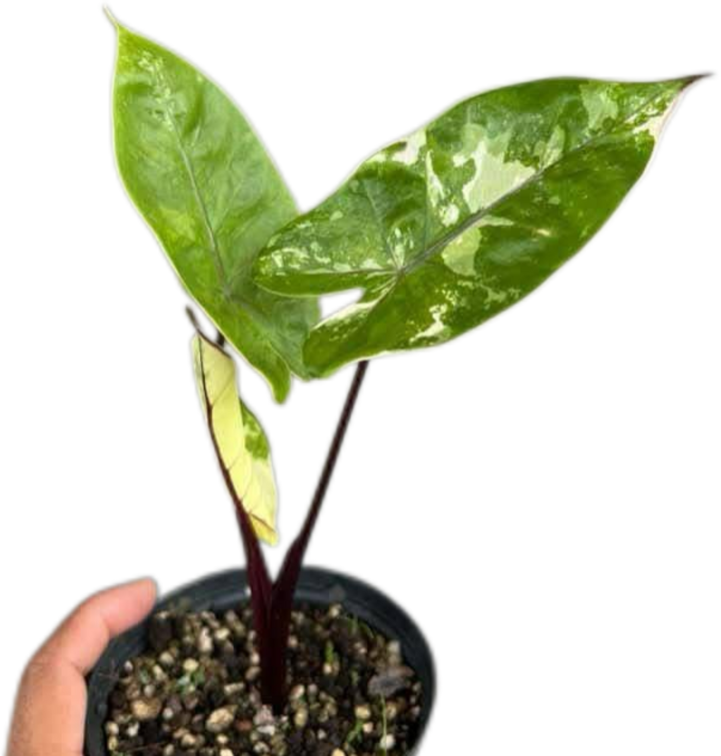 Alocasia Macrorrhiza Black Stem Variegated – Set of 10 Plants