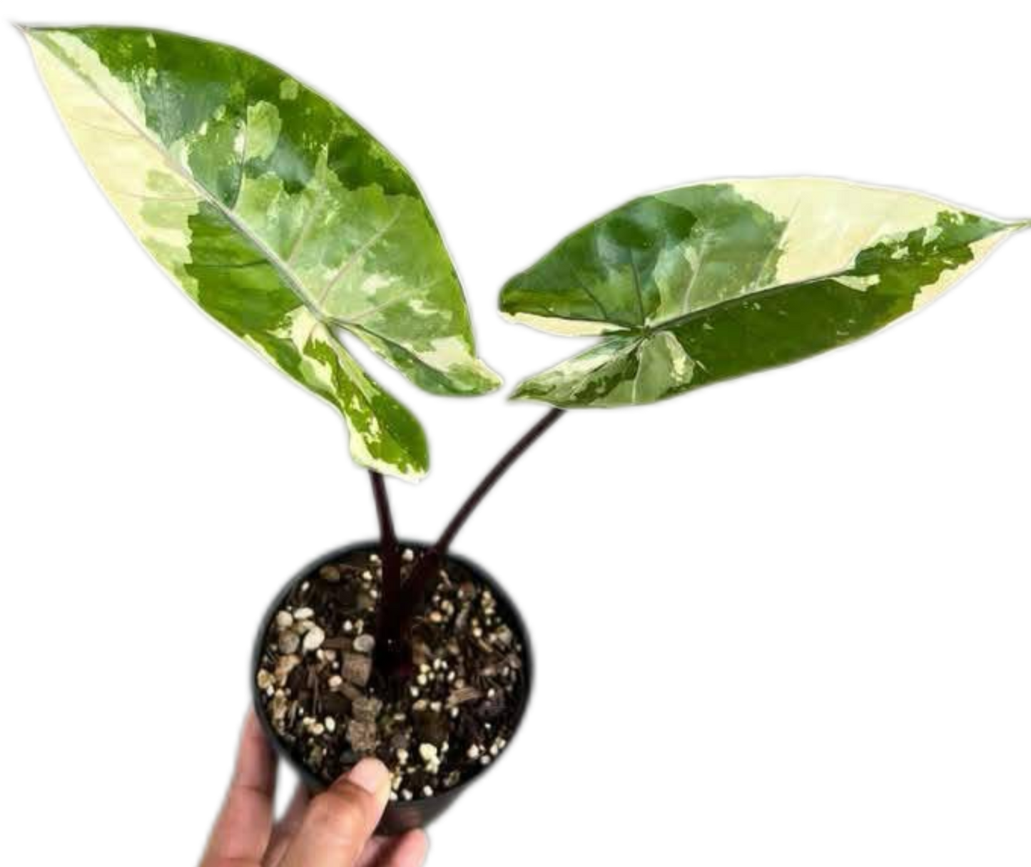 Alocasia Macrorrhiza Black Stem Variegated – Set of 10 Plants