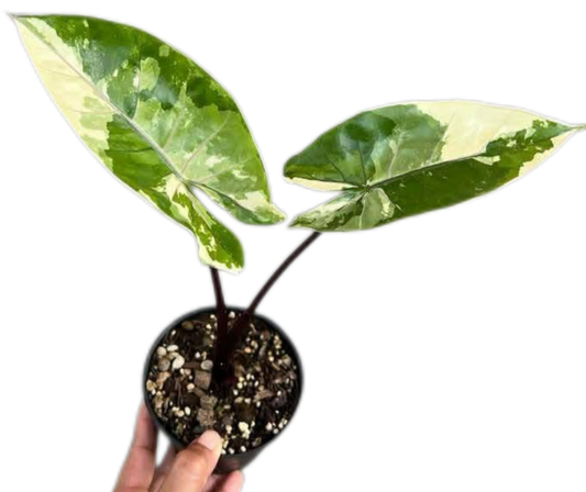 Alocasia Macrorrhiza Black Stem Variegated – Set of 10 Plants