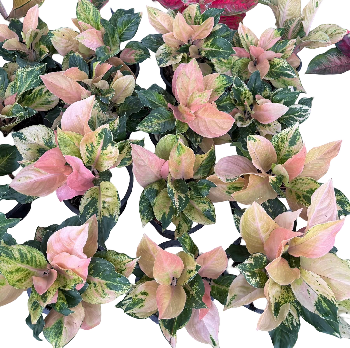 Aglaonema ‘Amazon Pink’ Variegated – Full Pot (3–4 Plants per Pot)