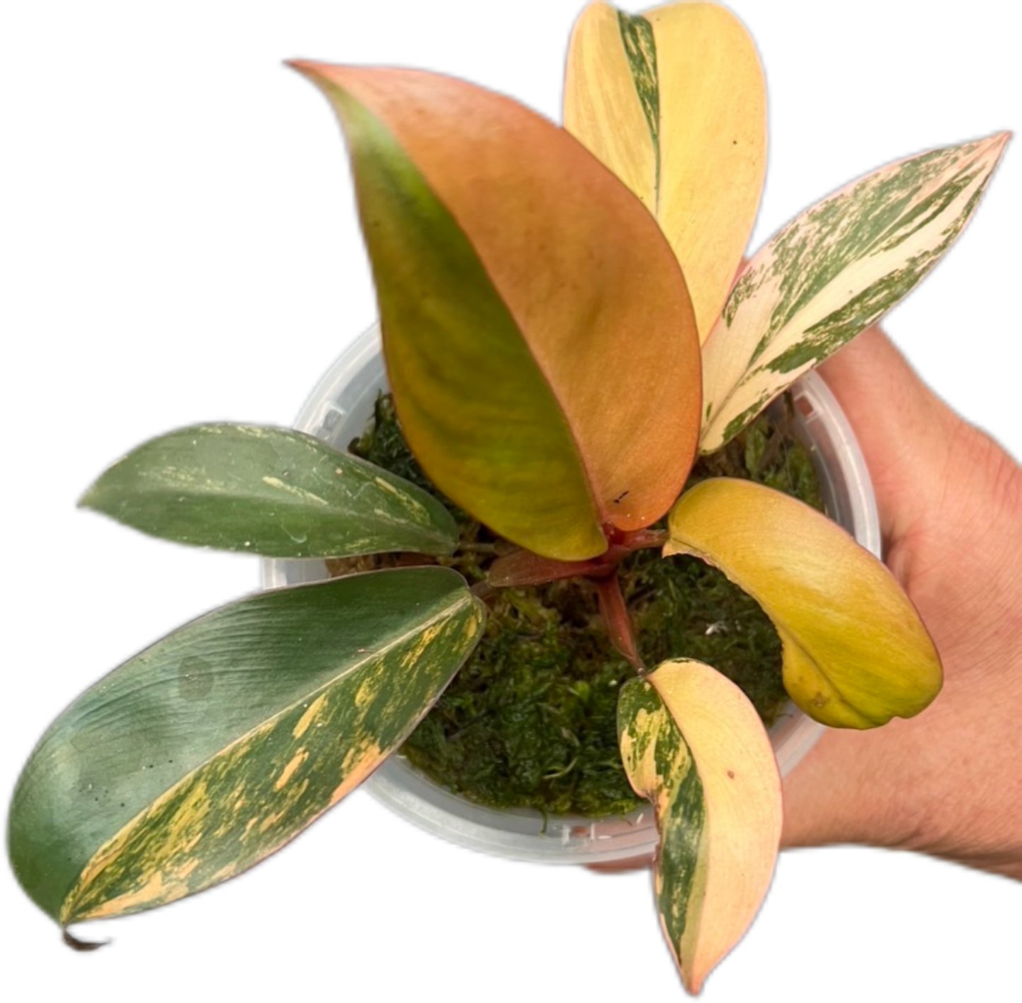 Philodendron Black cardinal variegated #1