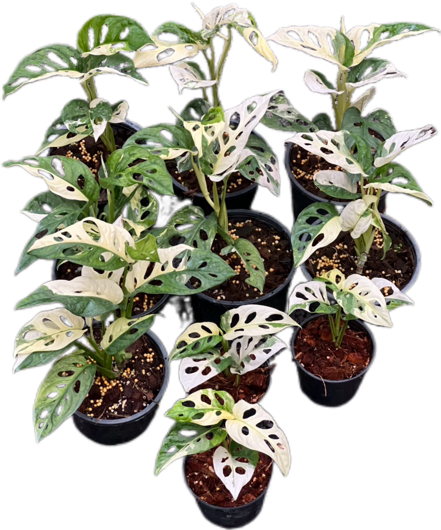Monstera Adansonii Albo Variegated