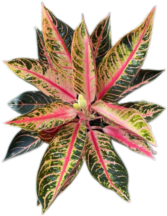 Aglaonema “Bunlung Thapthim” Wholesale Set of 5 Plants