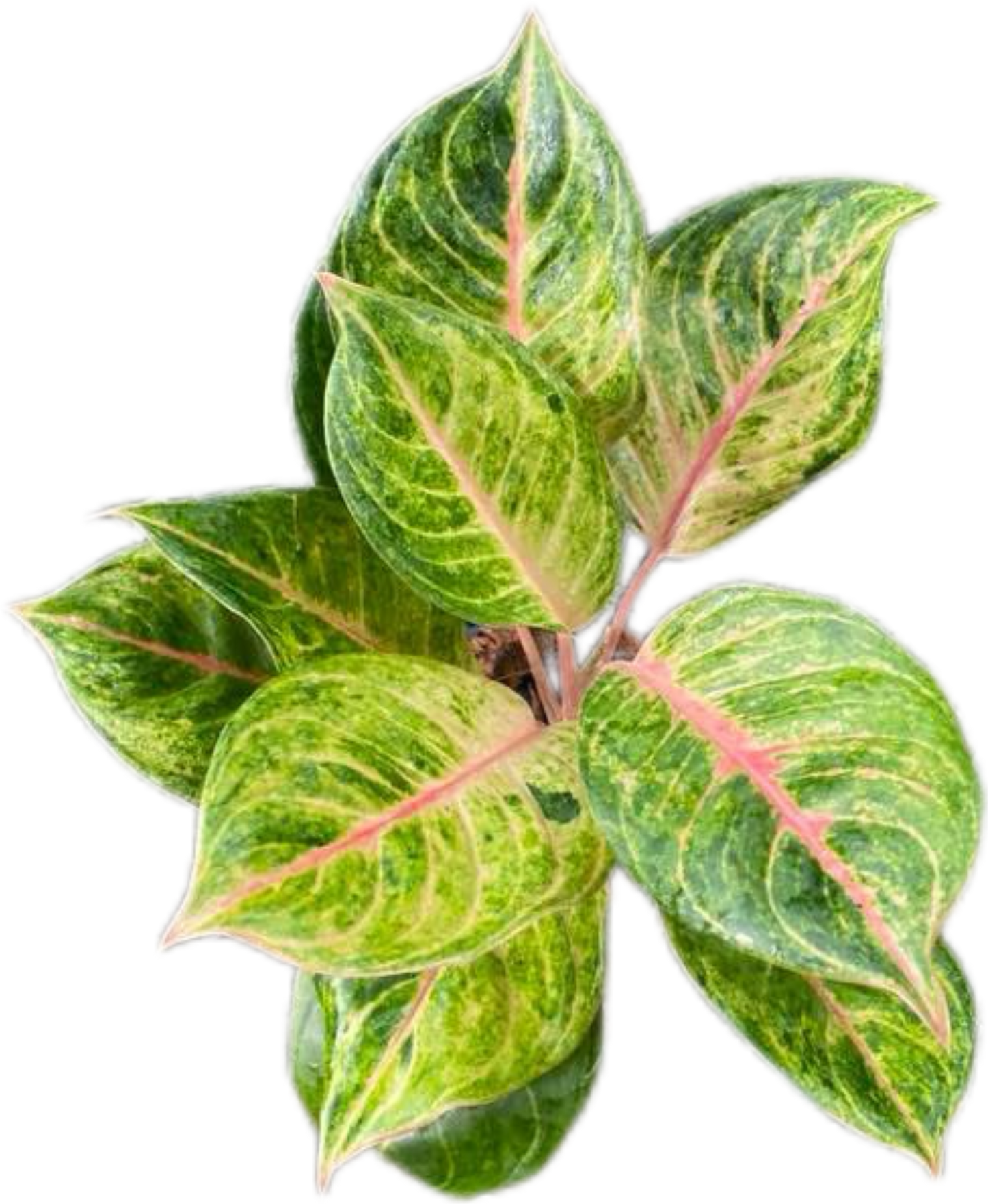 Aglaonema “Susan” – Set of 10 Plants
