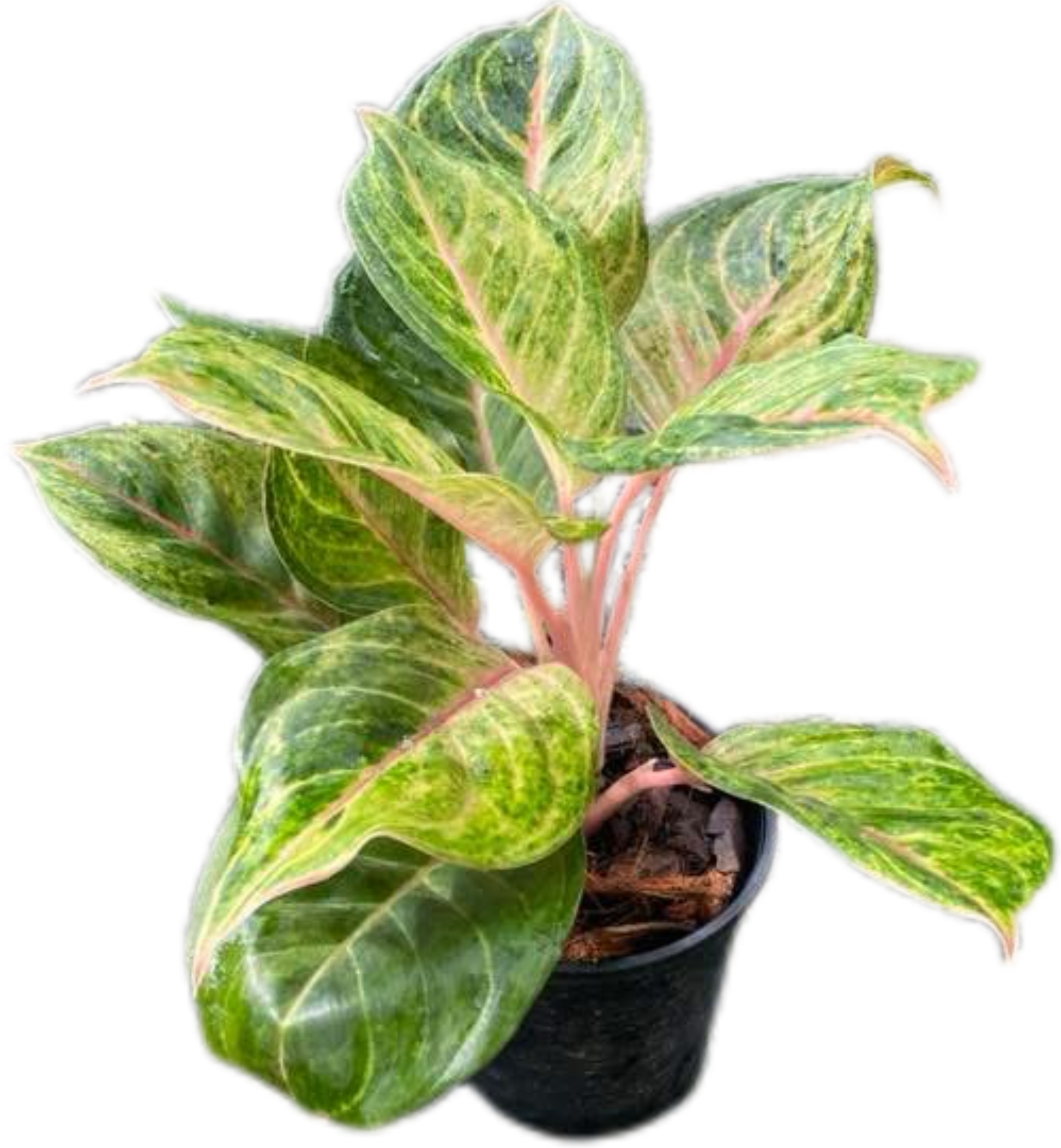 Aglaonema “Susan” – Set of 10 Plants