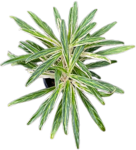 Aglaonema “Setthi Bai Khao” (Rice Leaf Aglaonema) Wholesale Set of 10 Plants