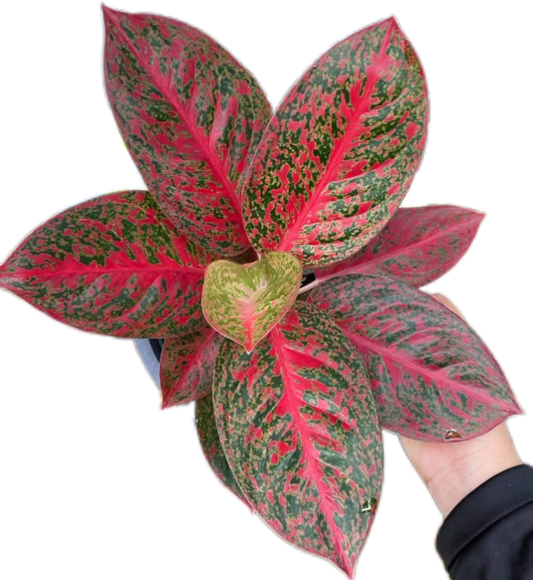 Aglaonema “Sub Mongkol Daeng” (Red Fortune Aglaonema) Wholesale Set of 10 Plants