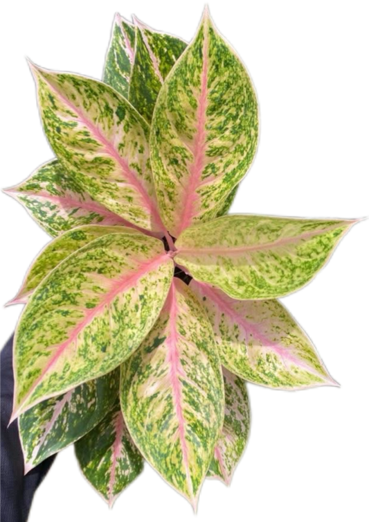Aglaonema “Sam Sip Laan” (Thirty Million Aglaonema) Wholesale Set of 10 Plants