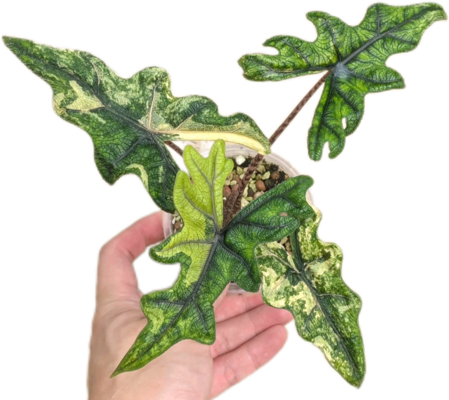 Alocasia Jacklyn 'Aurea Variegated