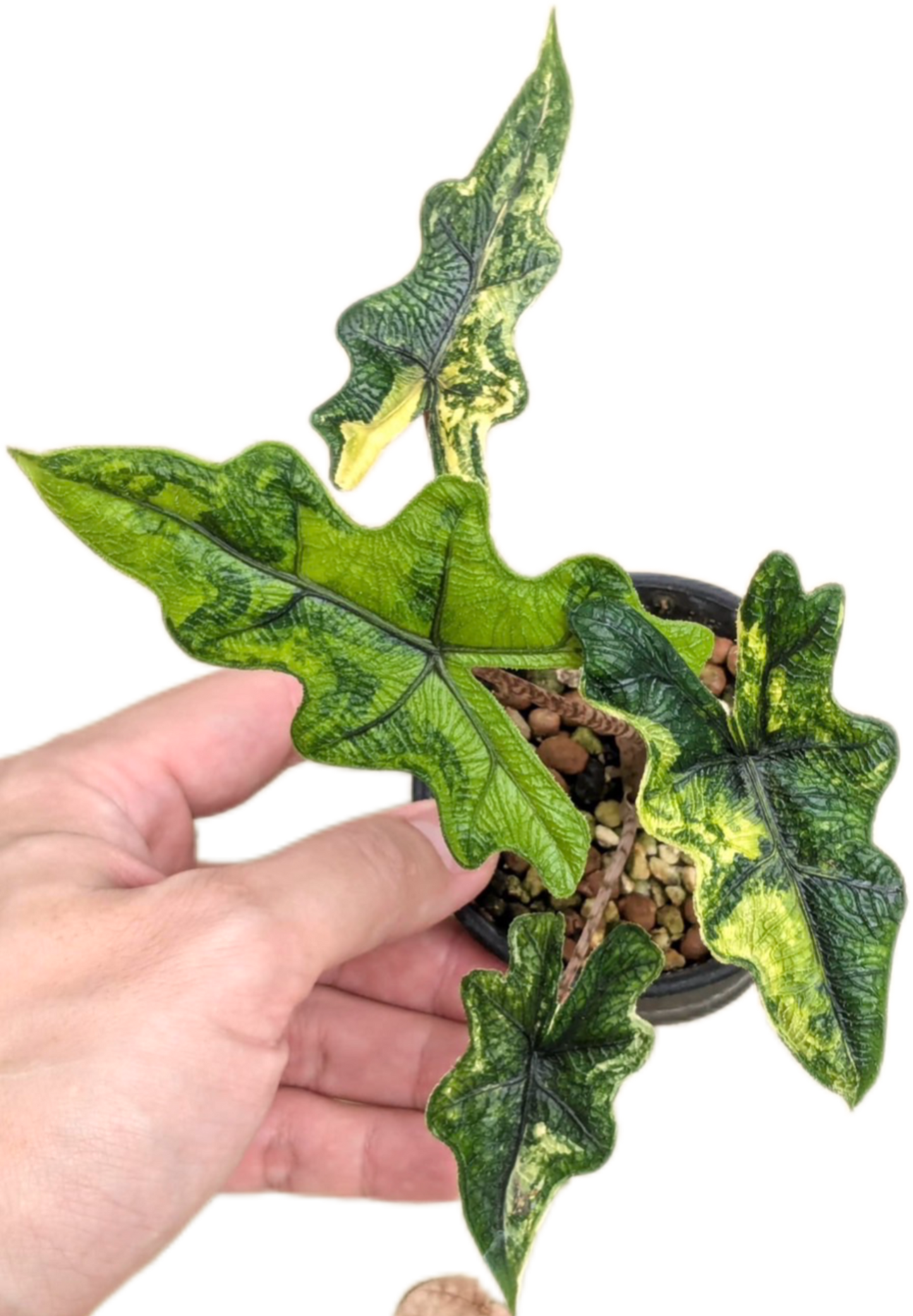 Alocasia Jacklyn 'Aurea Variegated