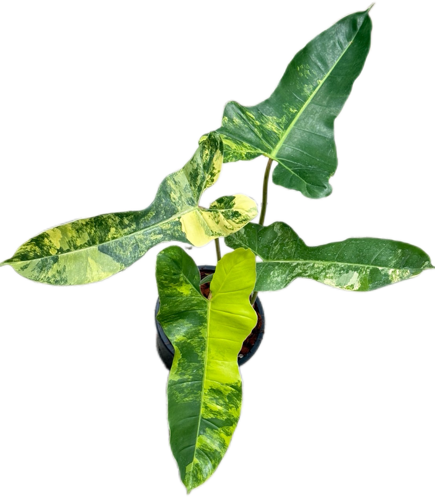 Philodendron Jennifer. Variegated ( Florida Beauty x Billiteae Var)