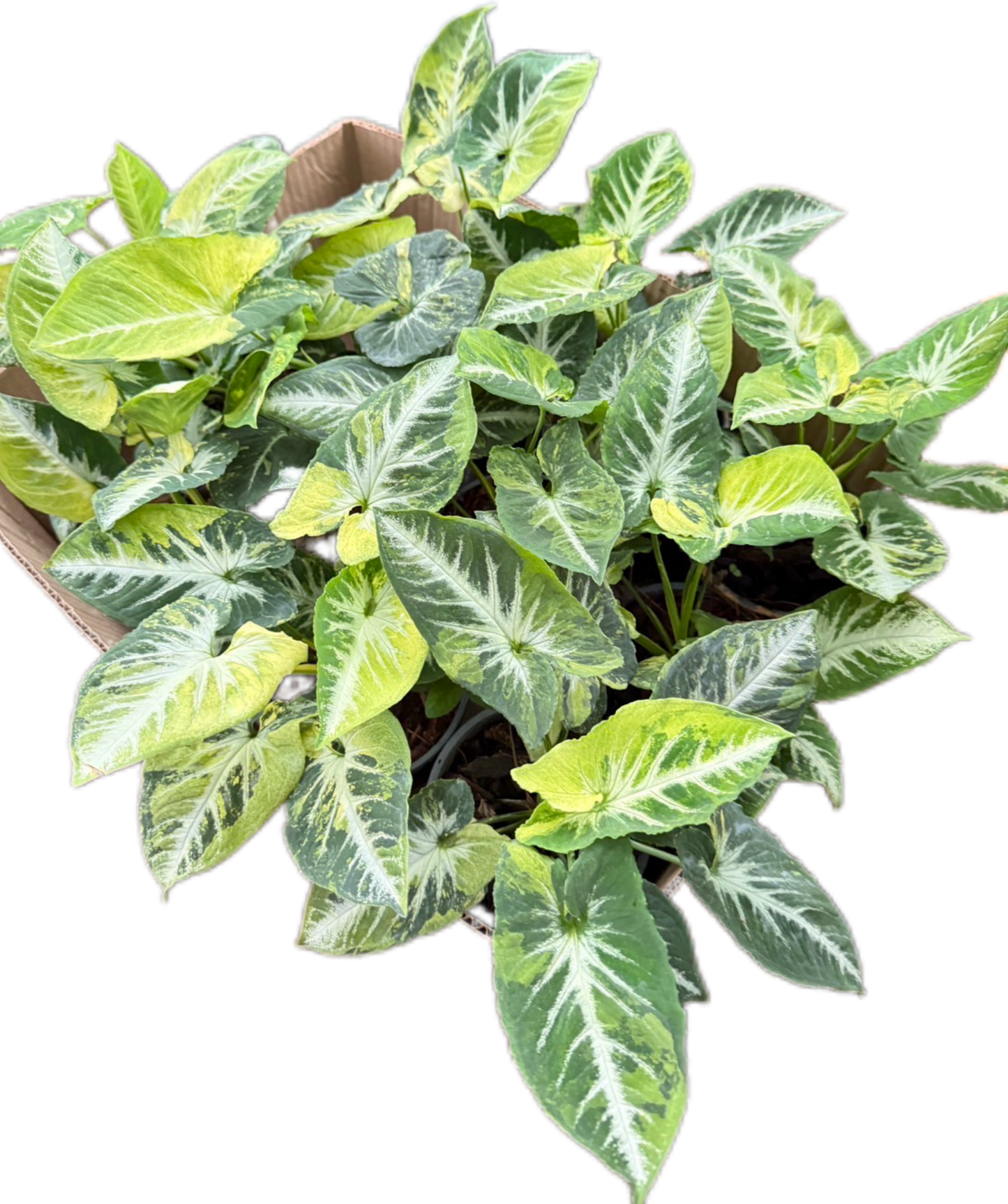 Syngonium “Scrambled Eggs” Set of 10 Plants